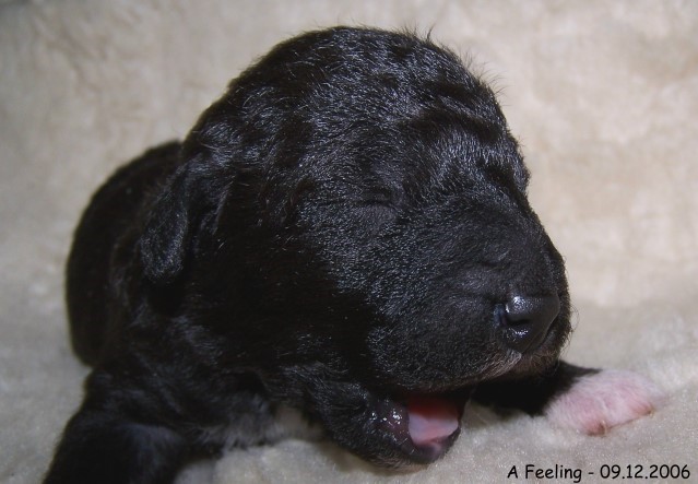 14-Ruede Male 2 09.12.2006-1.jpg